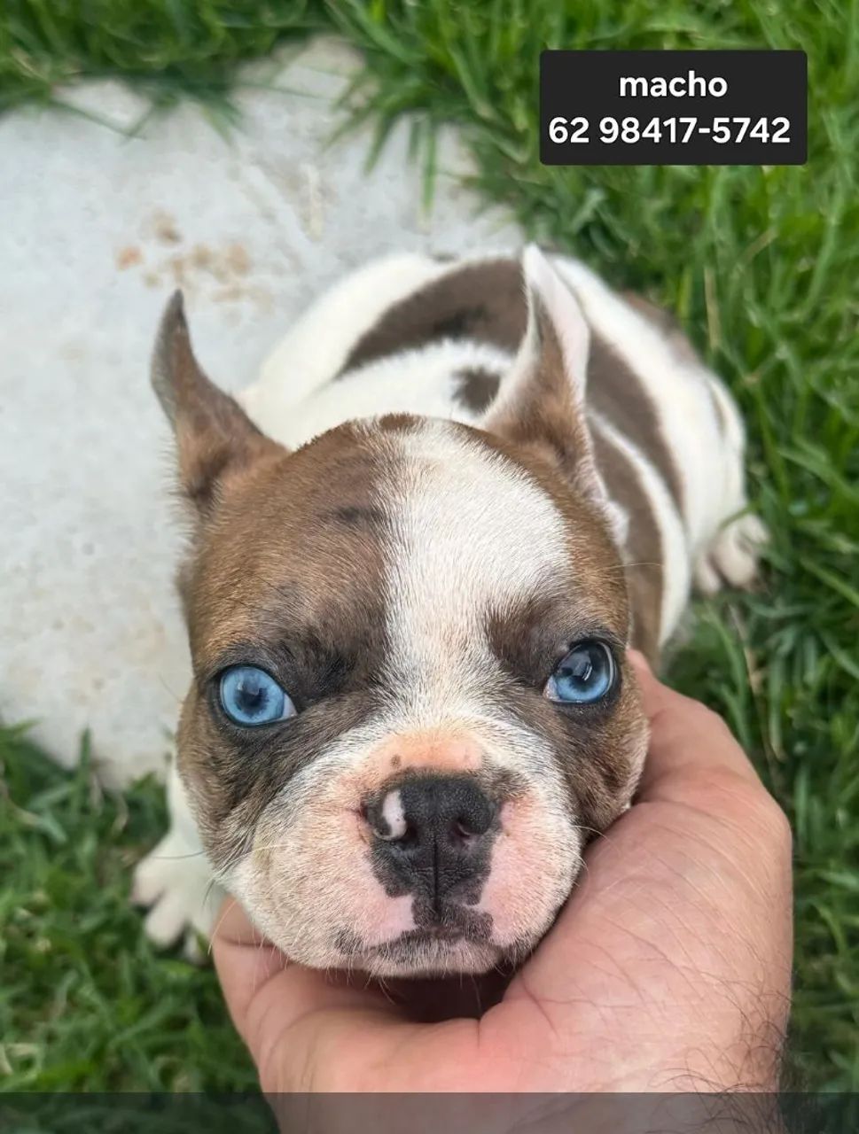 Bulldog Francês e Inglês, Monta e Filhotes  - Foto 4