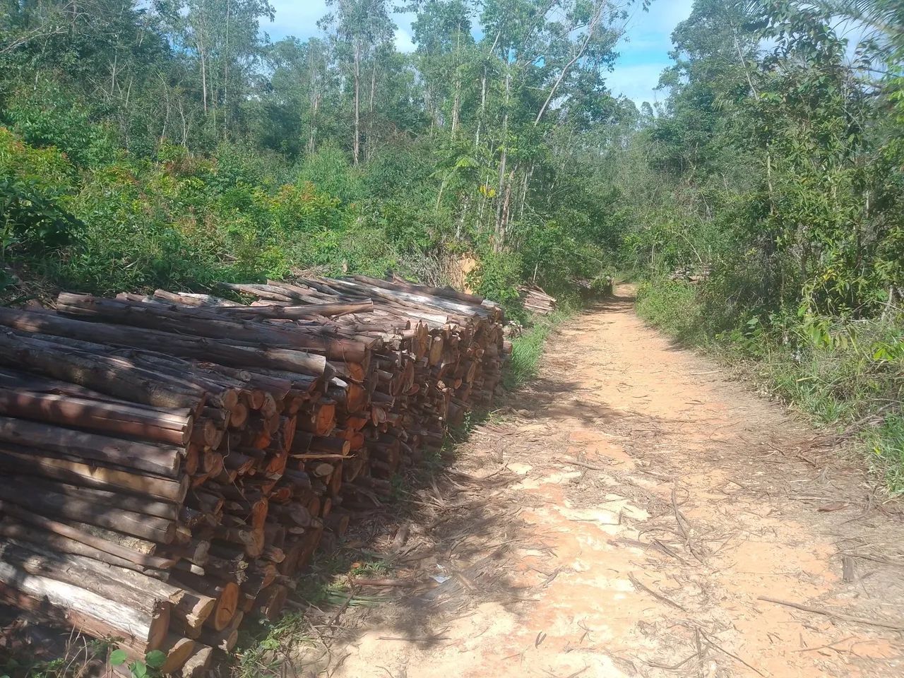 Lenha de eucalipto  - Foto 2