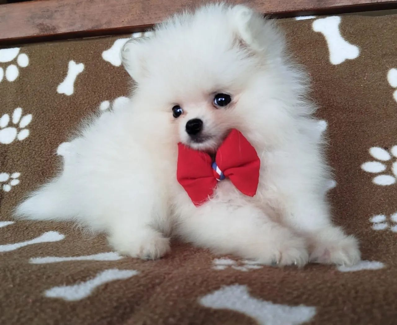 Spitz alemão vacinado e documentado  - Foto 4