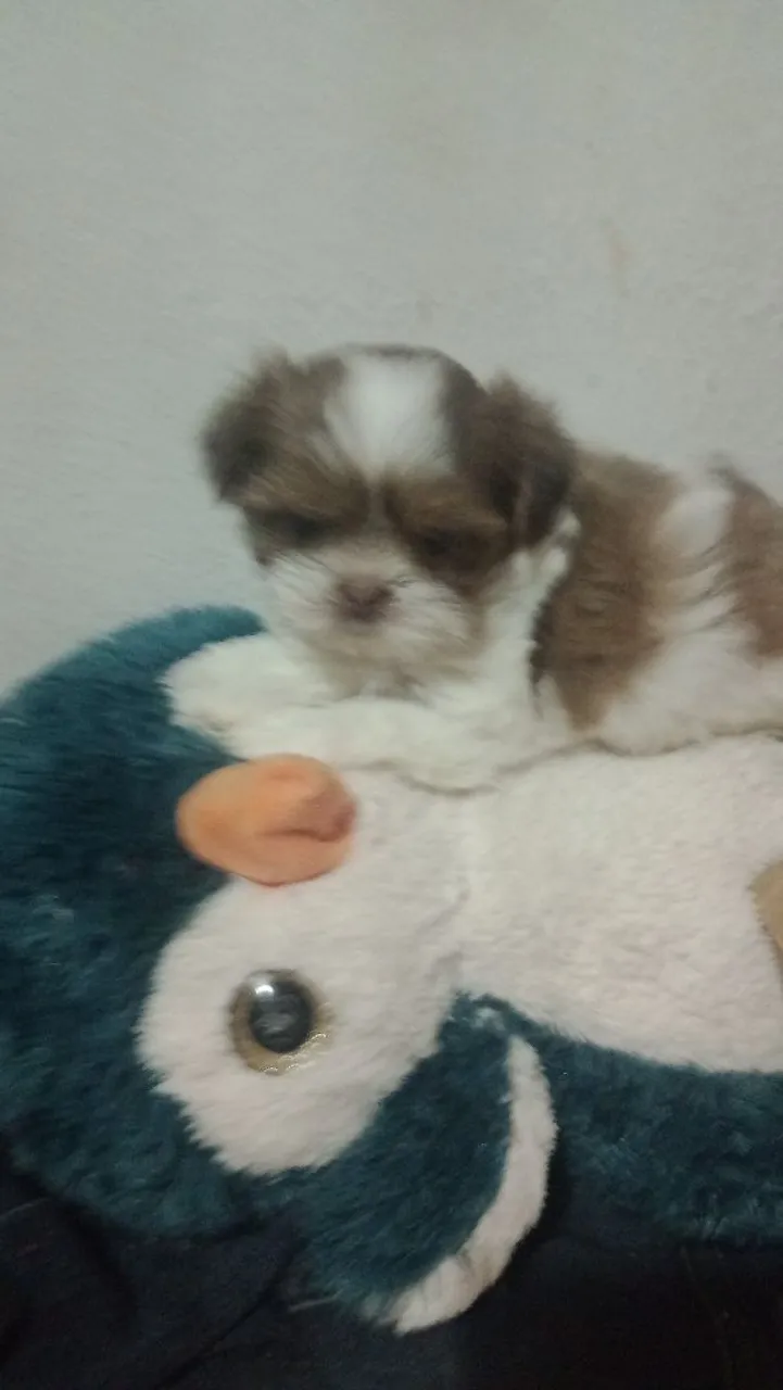 Filhote Shih Tzu Femia