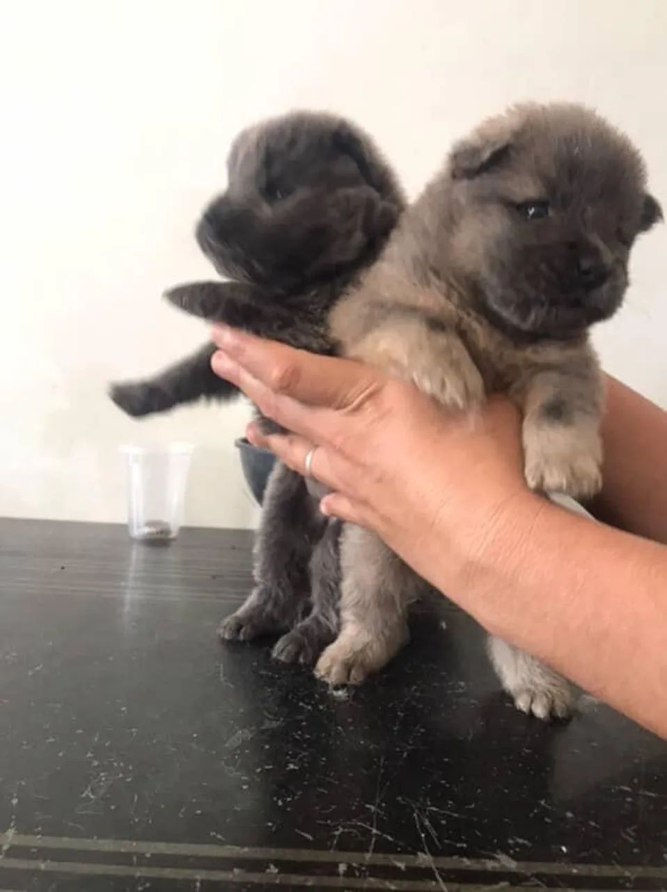 Filhote de cachorro chow chow fêmea 