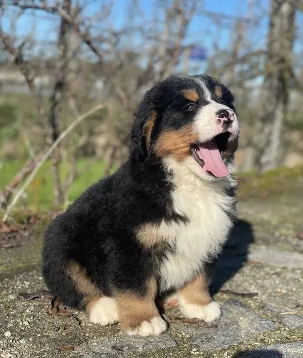 Bernese Mountaing dog Bolinhas de Energia e Amor! - Foto 2