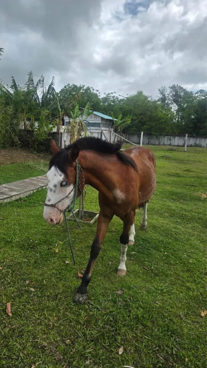 Venda de cavalo White 2 / Olhos salgo 
