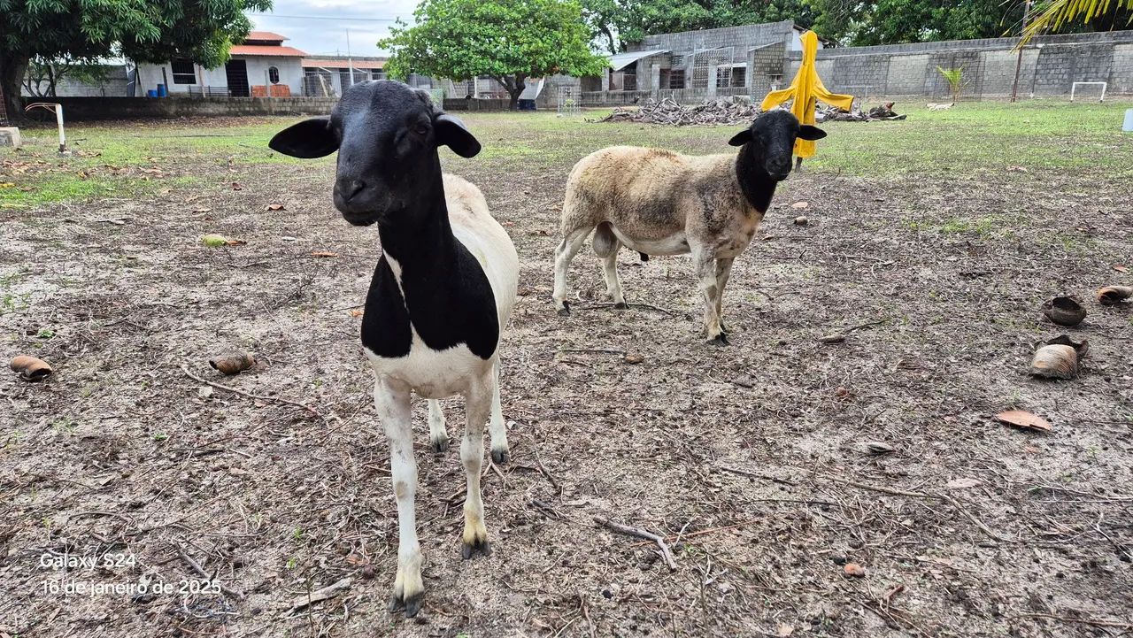 Vendo carneiros da raça Dorper PO (puro de origem) e 3/4 - Foto 3