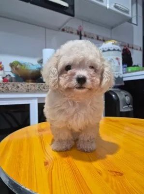 Filhote de Poodle número 1