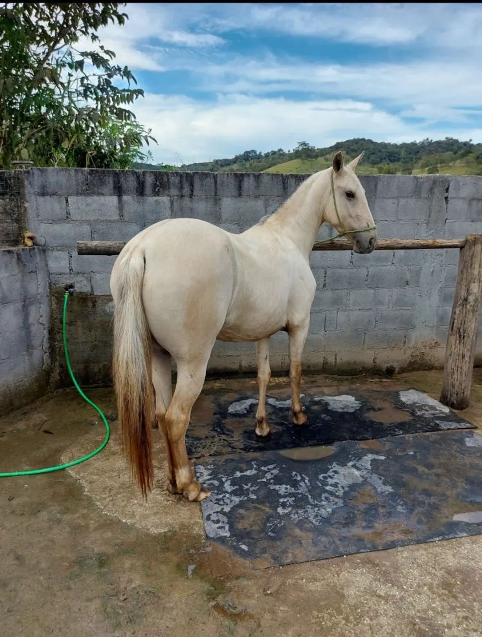 Égua Mangalarga  - Foto 2