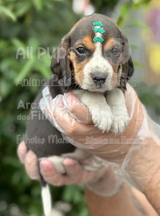 Beagle - coisas mais fofas - não perde não - Foto 3