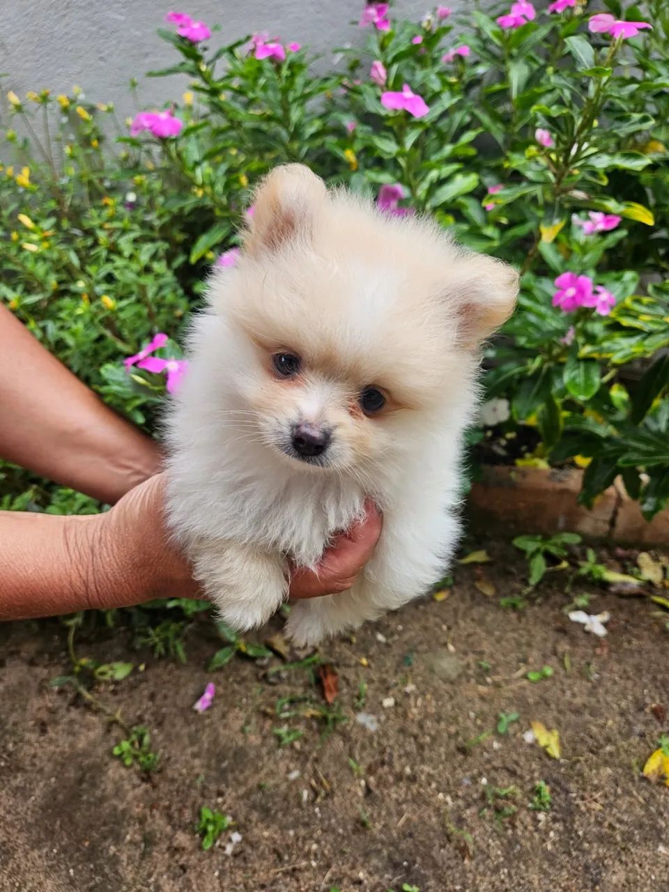 Lulu da Pomerania - Foto 2