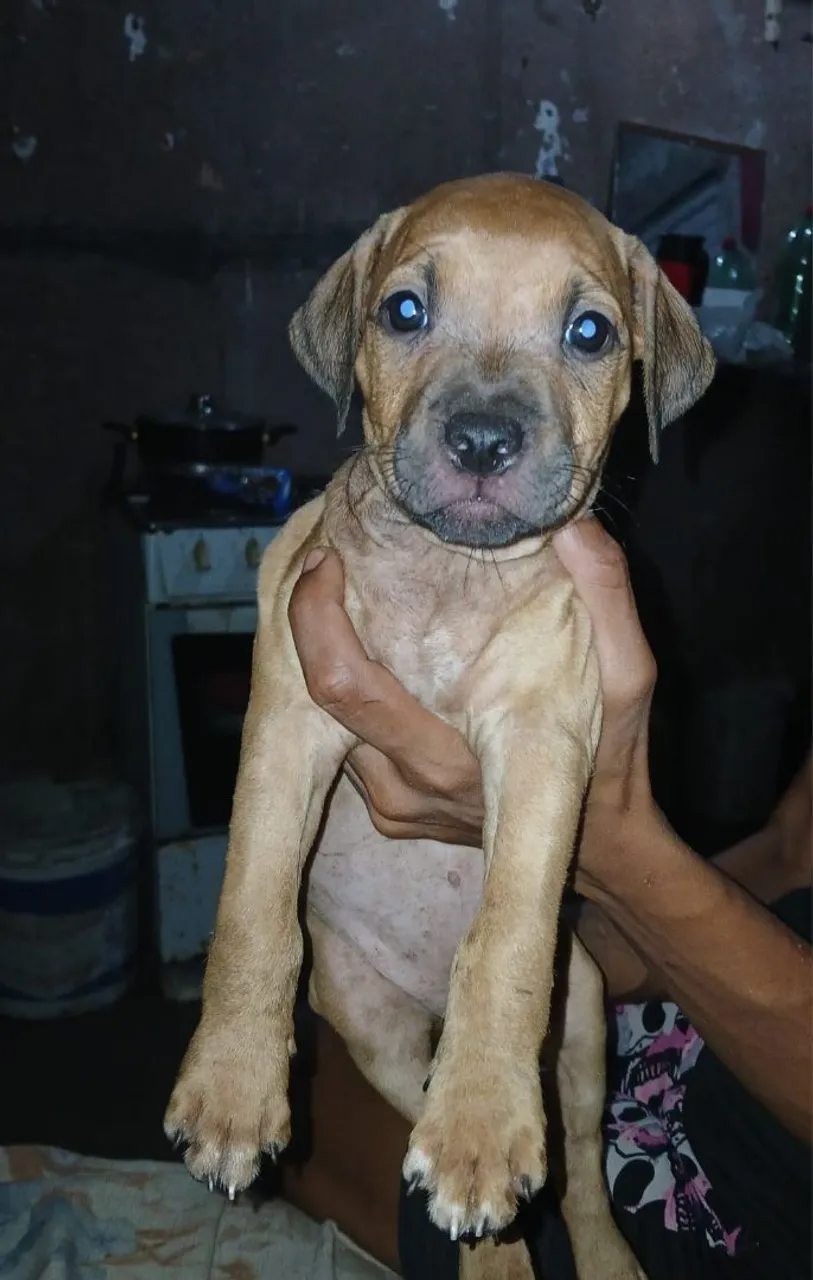 Filhote de Pitbullfêmea