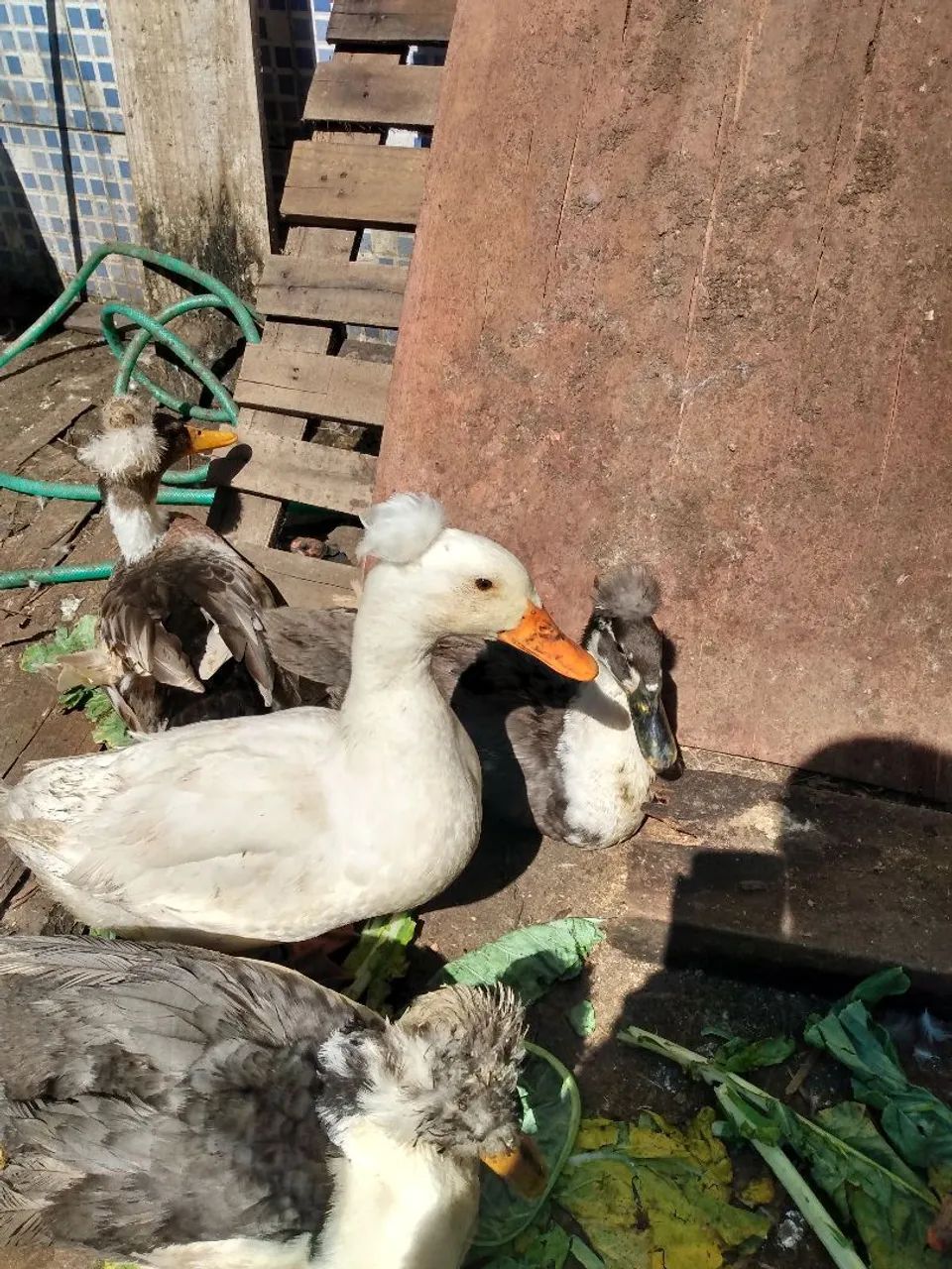 Frangos e Galinhas Caipira, aquáticos, pintinhos de Sedosas do Japão Etc. - Foto 2
