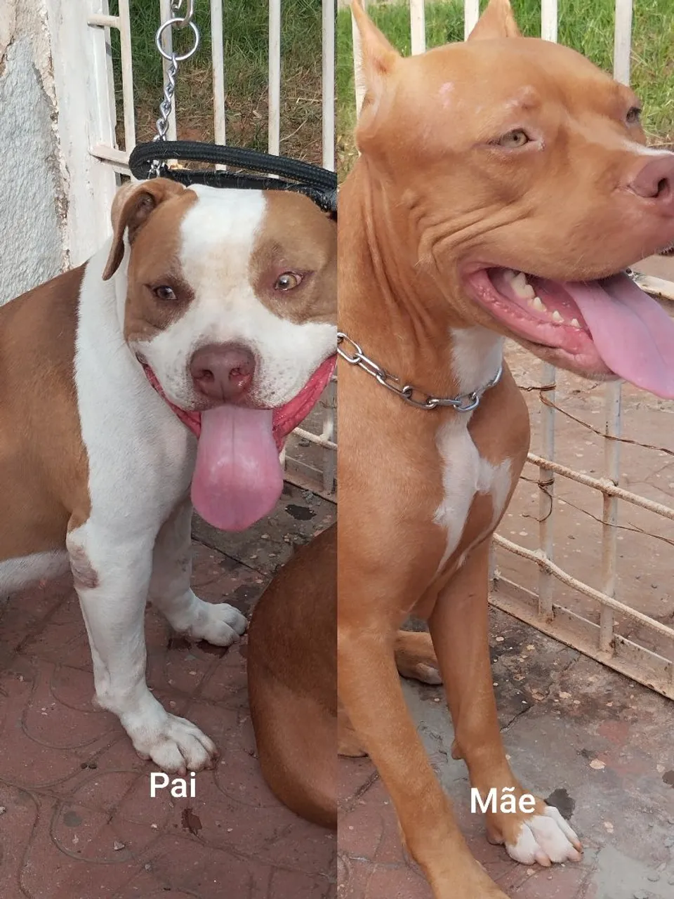 Filhotes de Pitbull disponível 