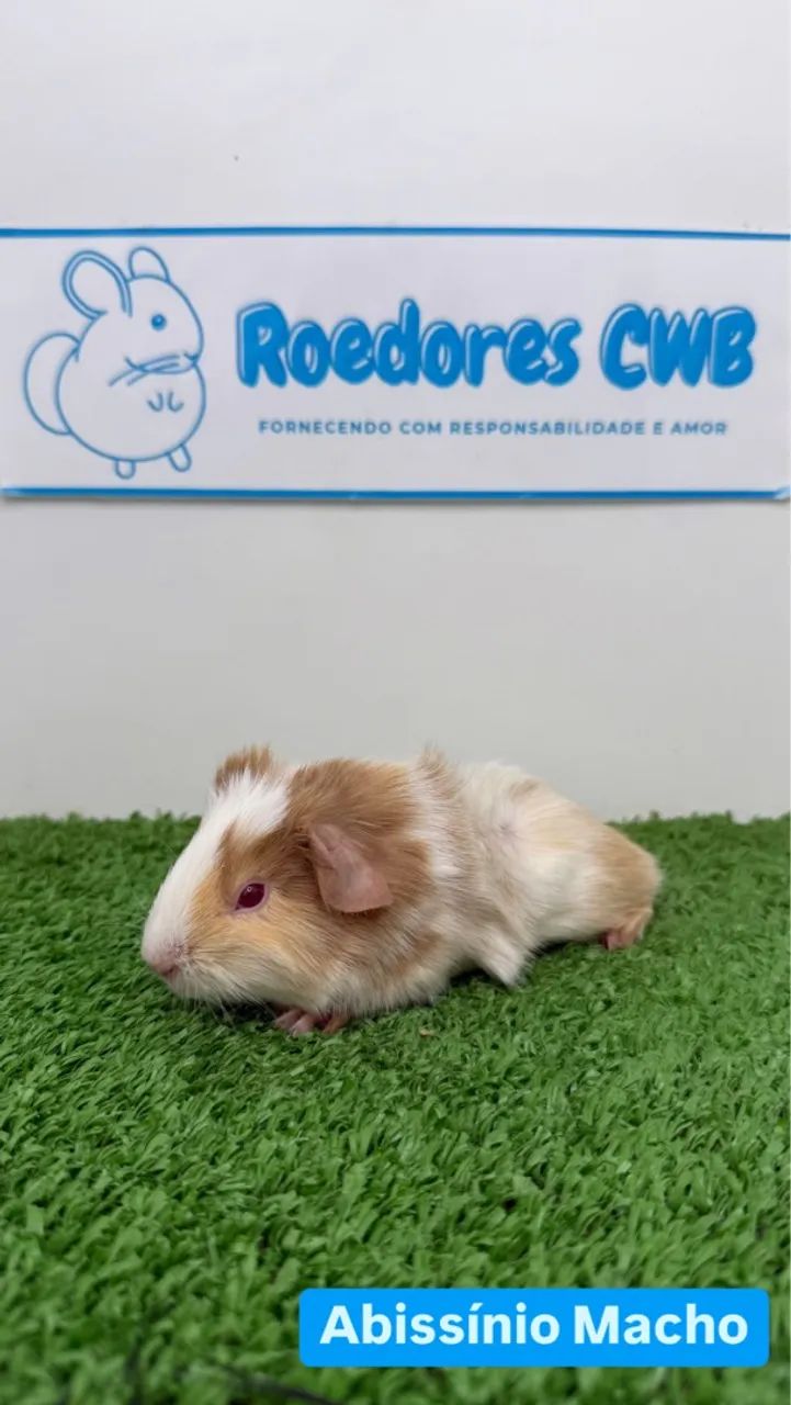 Filhotes de Porquinho da Índia (Roedores CWB)  - Foto 4