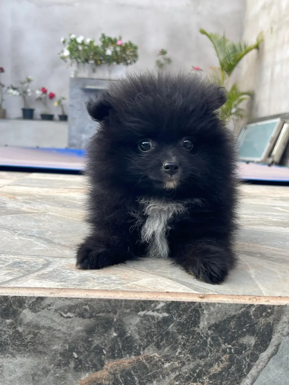 Filhote de Spitz Alemão - Pelúcia Negra