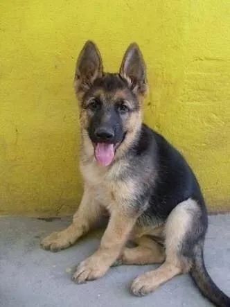    Disponível Pronta Entrega, Pastor Alemão Filhotinhos com Pedigree