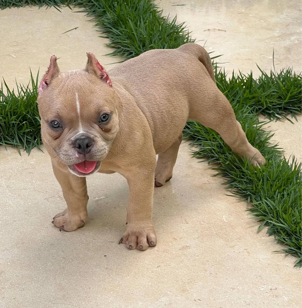 American Bully Mini (Pedigree)