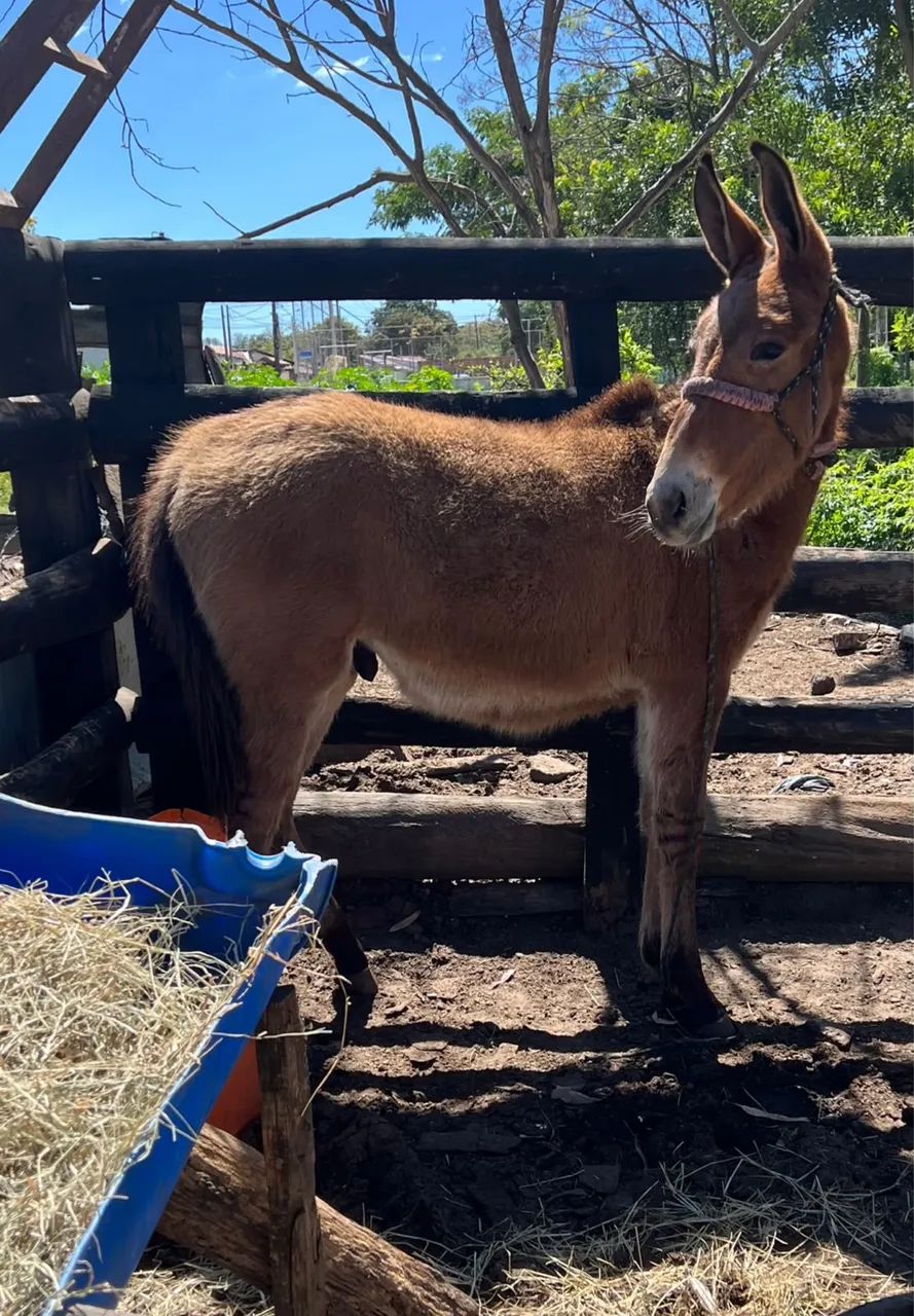 Burro - Foto 3