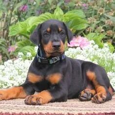 Doberman  - Foto 2