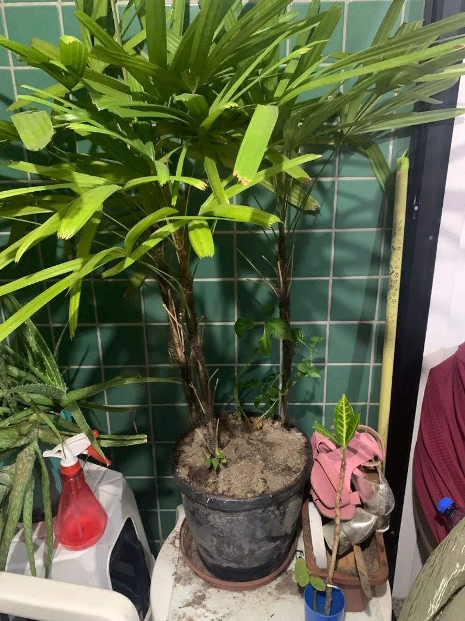 Planta - Foto 4