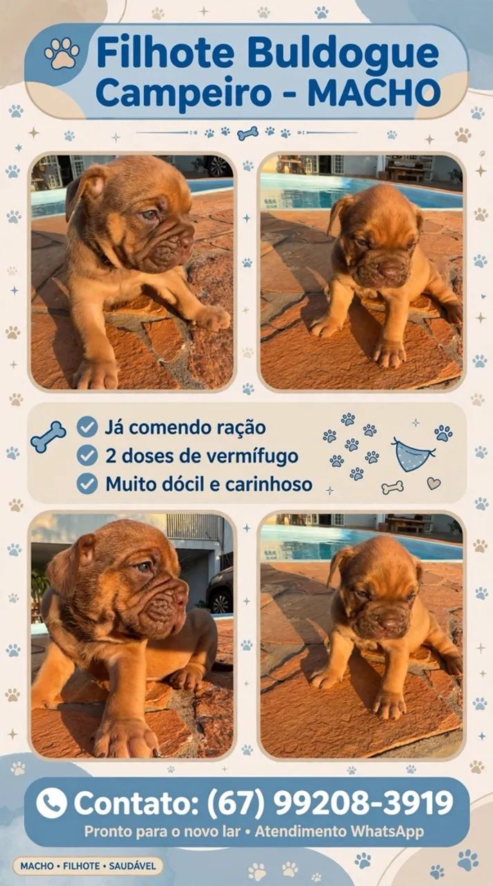 Buldogue campeiro  - Foto 2