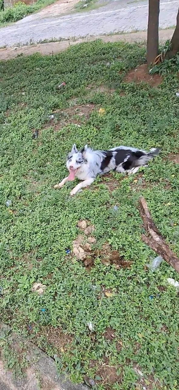 Cachorro 