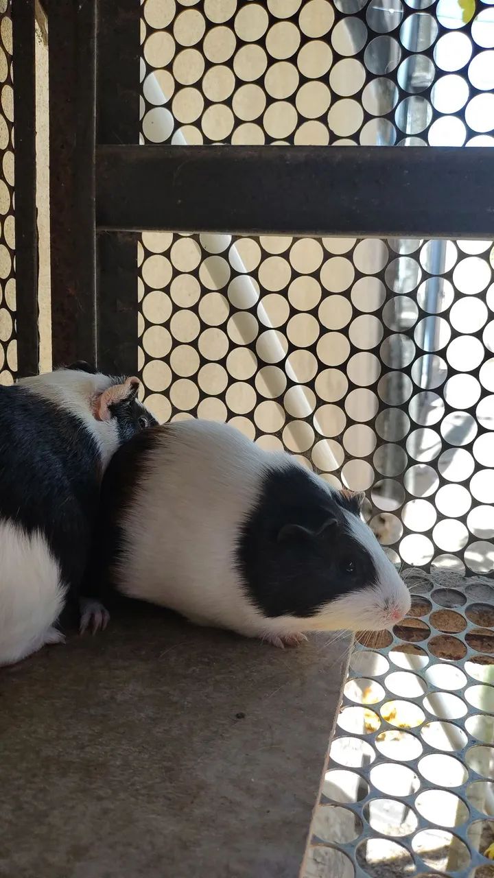 Porquinhas da india  - Foto 3