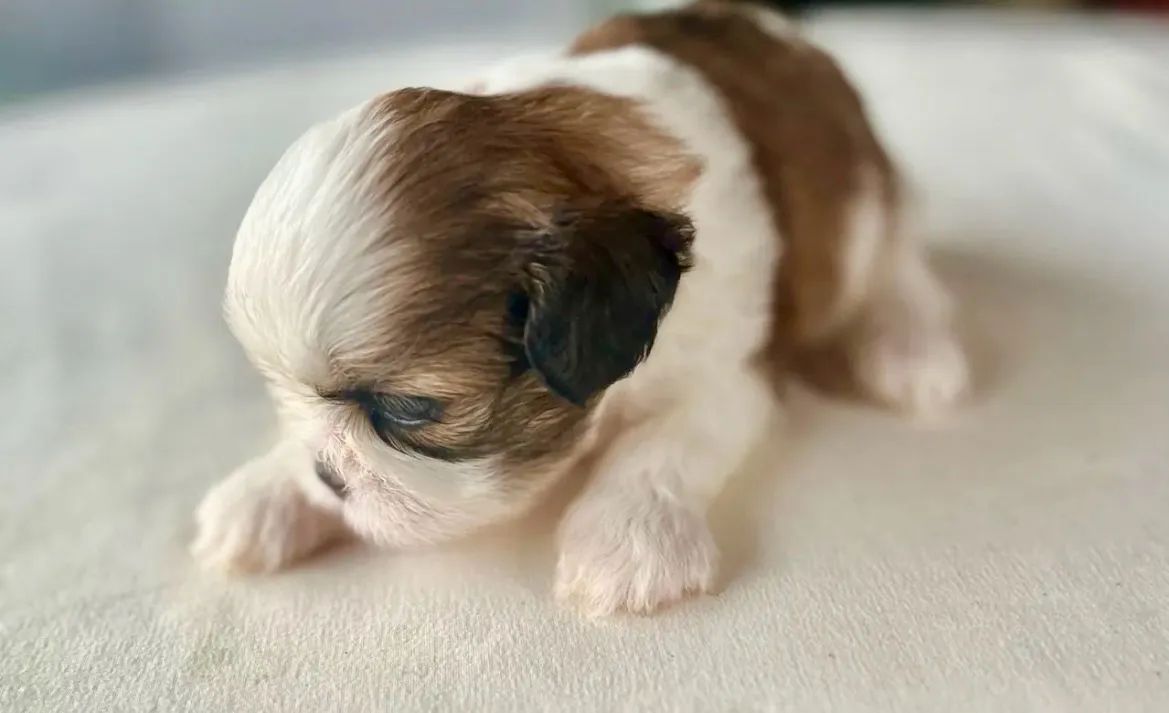 Shih Tzu - Foto 3
