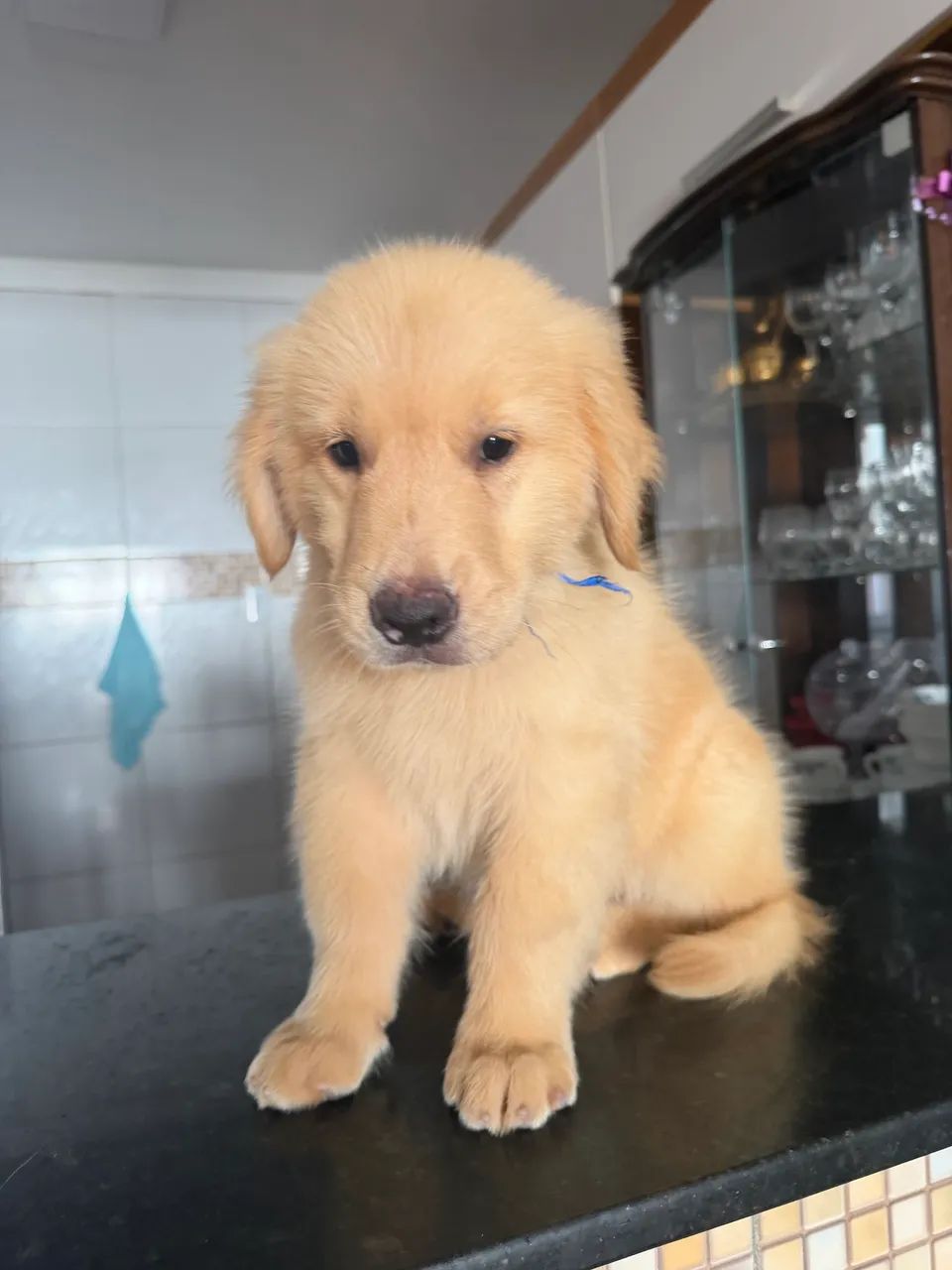 Golden retriever  - Foto 2