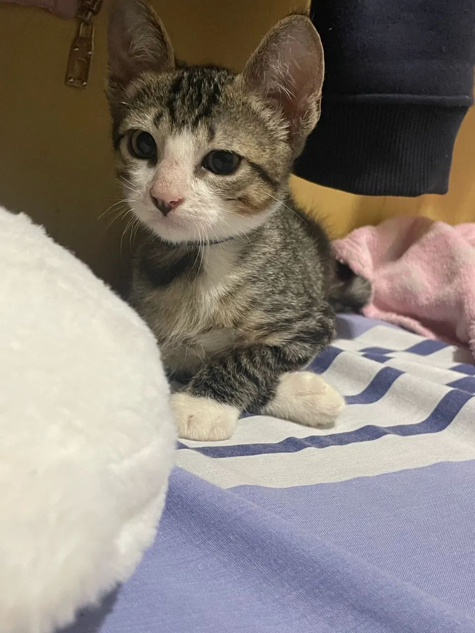 em adoção gatinho macho  - Foto 2