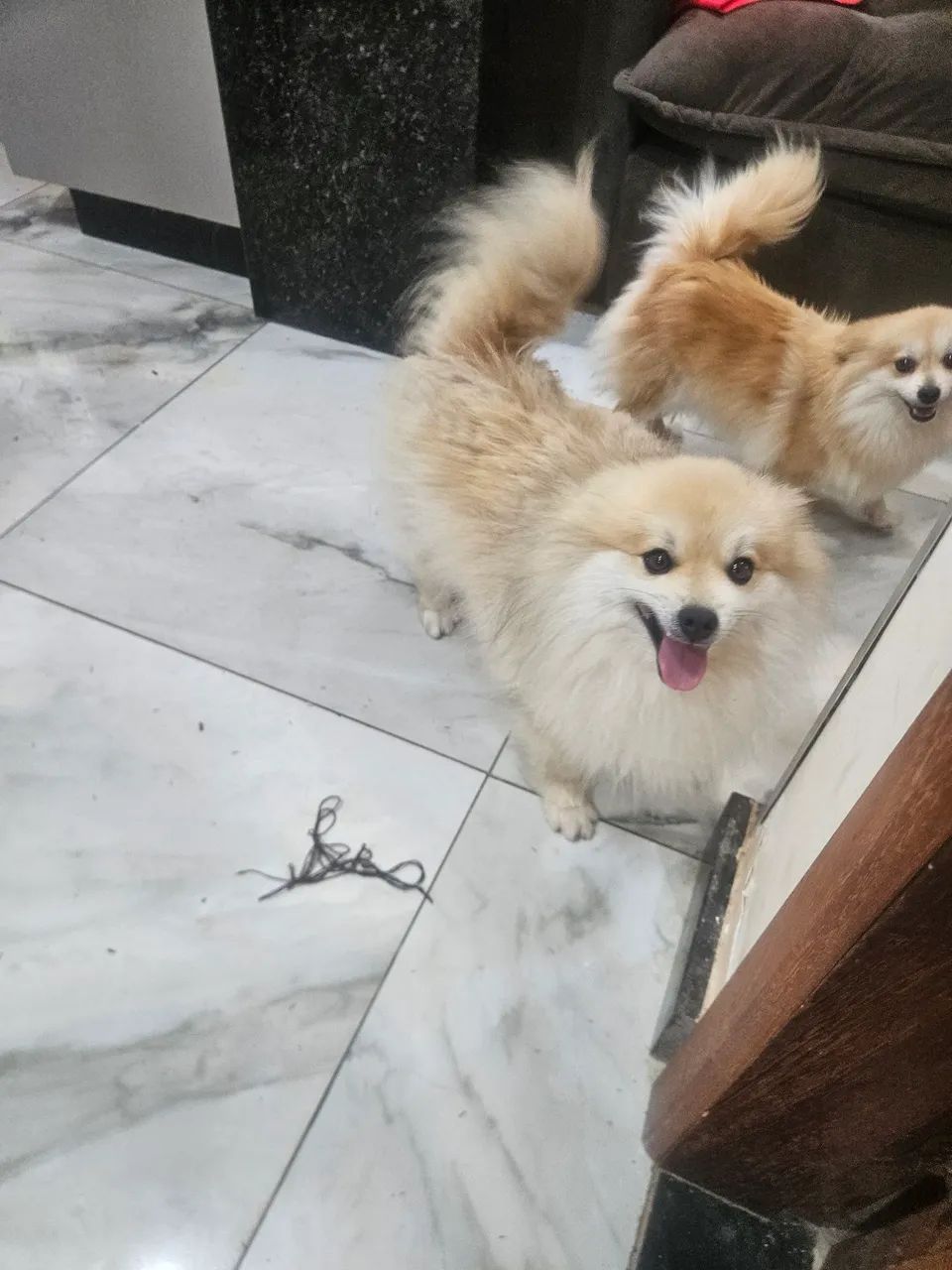 Cachorro spitz-alemão - Foto 3