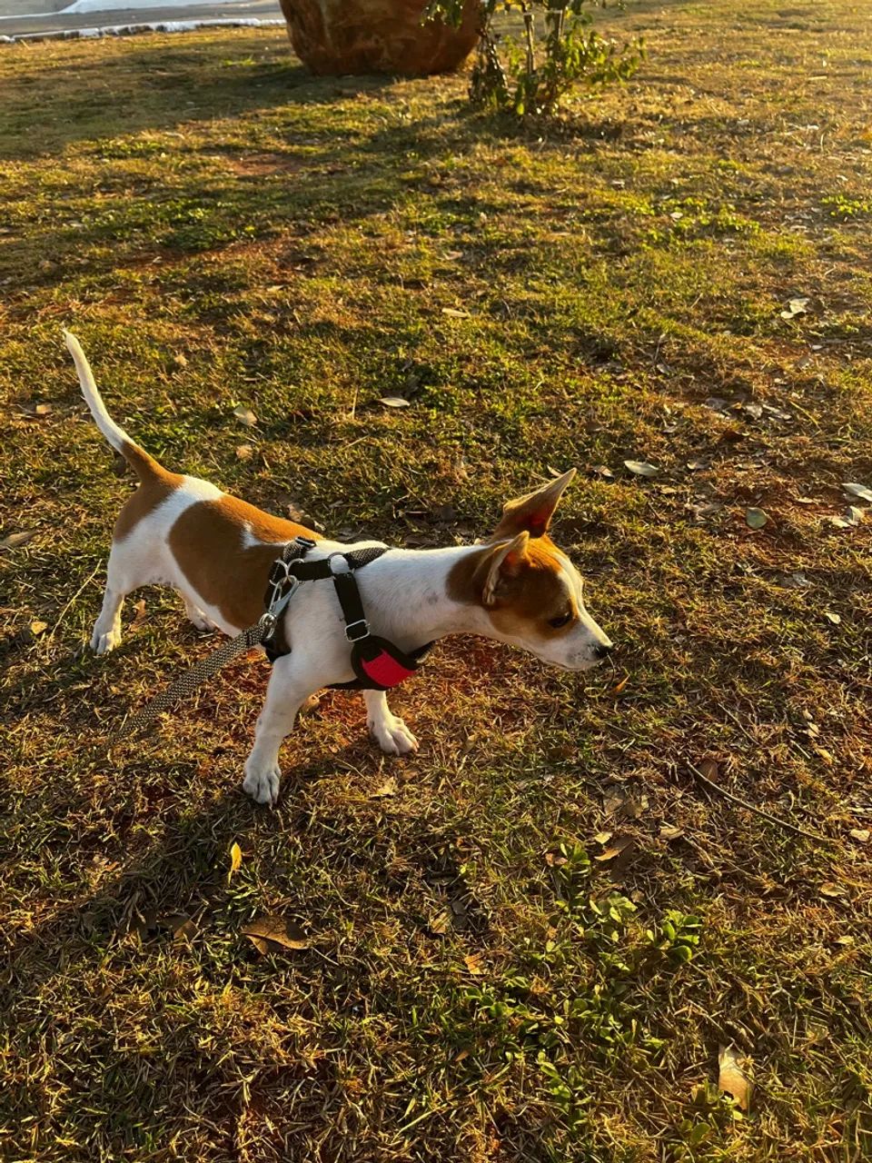 Cadelinhas para adoção.  - Foto 2