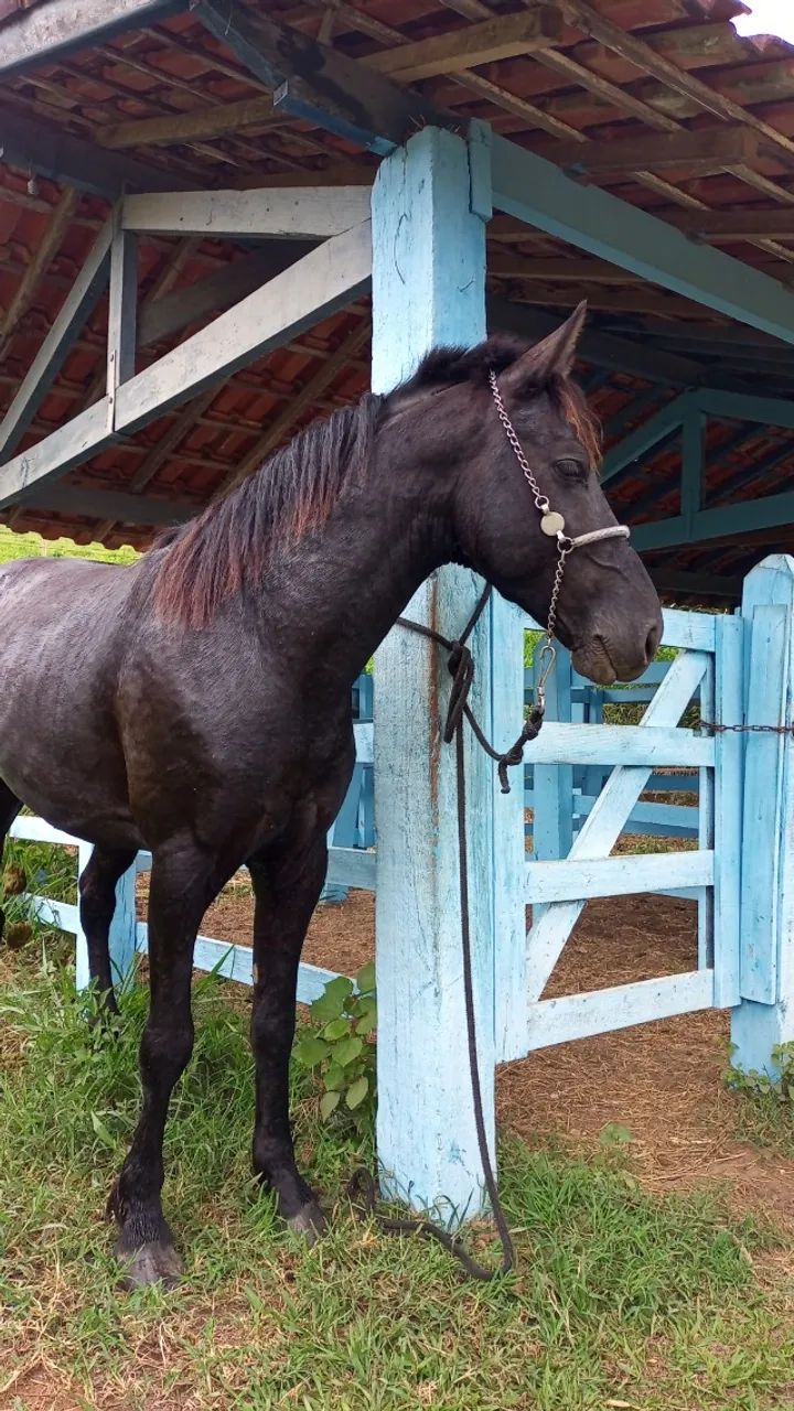 Cavalo - Foto 4