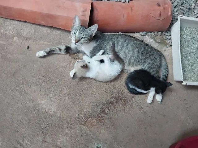 ADOÇÃO RESPONSÁVEL - Foto 3