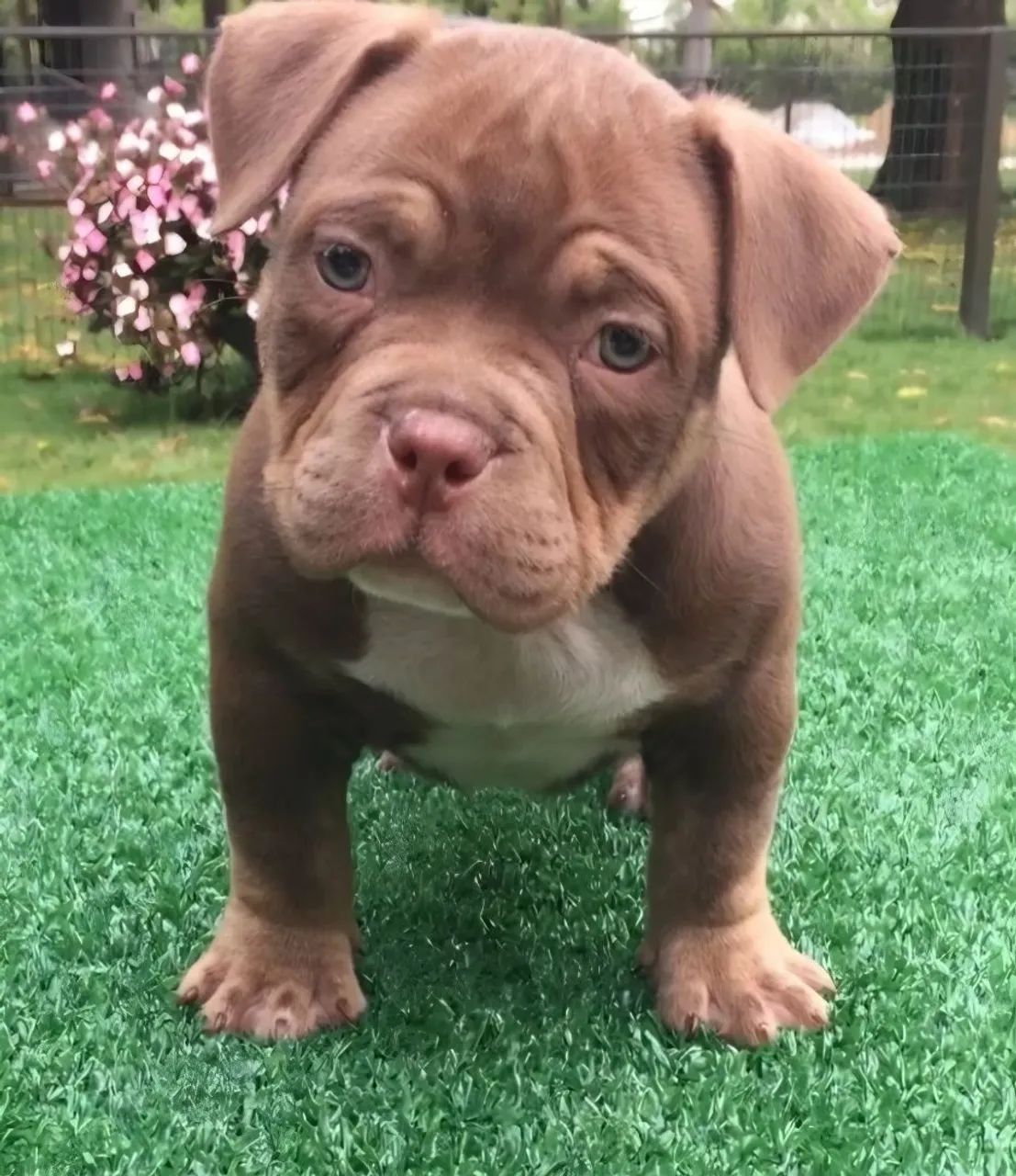 American Bully micro 