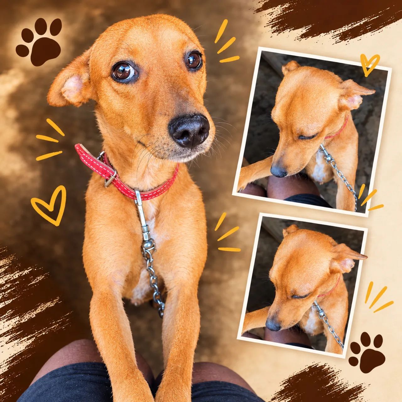 Cachorro Doação SRD 