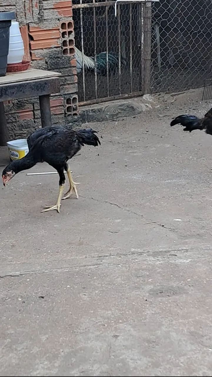 FRANGO INDIOS  - Foto 5