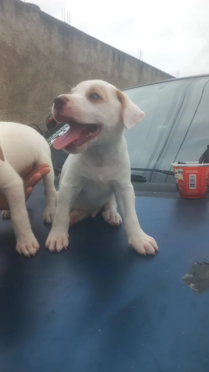Cachorro  - Foto 3