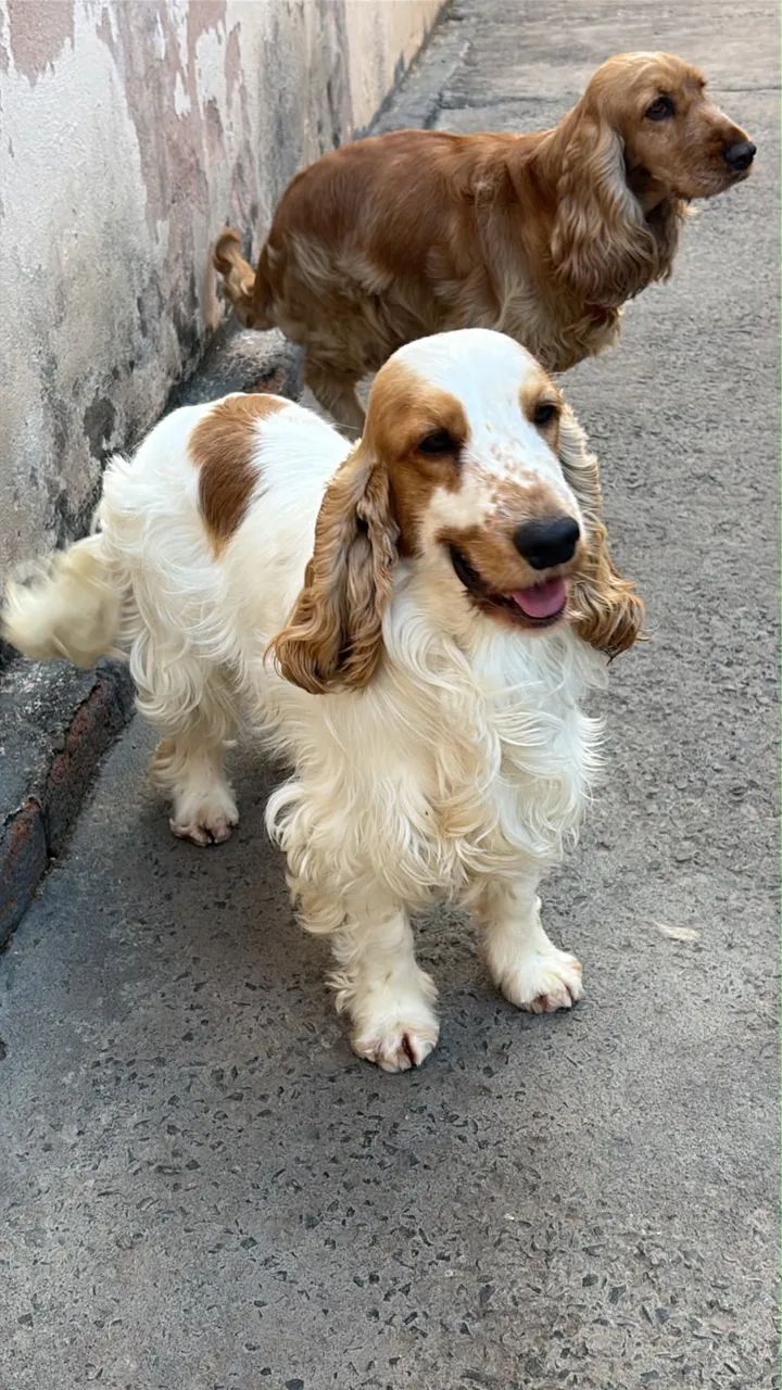 Filhotes Cocker Spaniel Inglês  - Foto 3