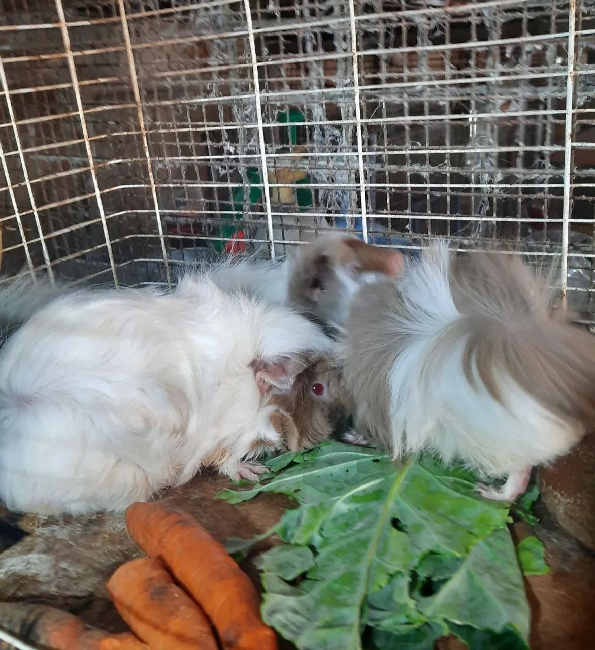 Vendo porquinho da Índia  - Foto 2