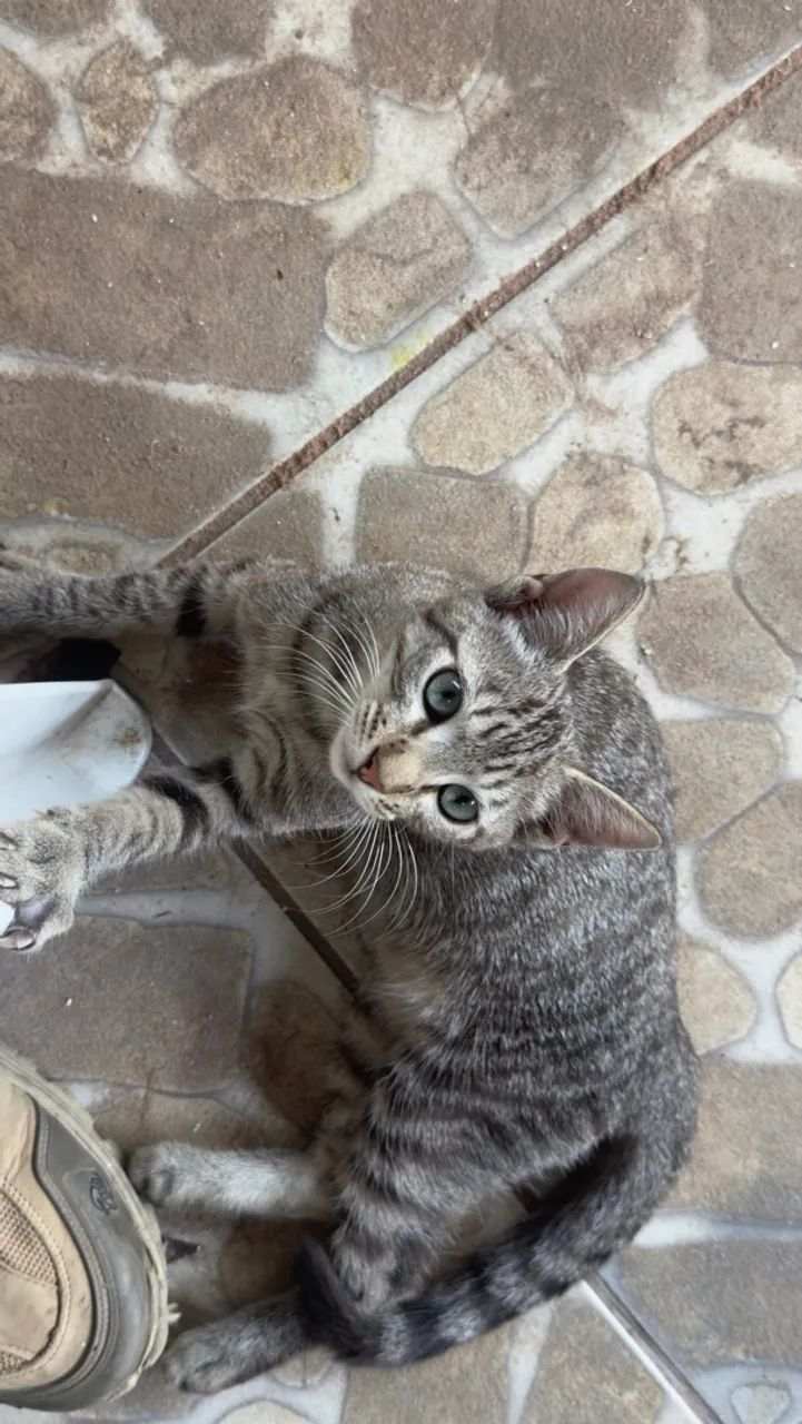 Doa-se lindo Gatinho  - Foto 2