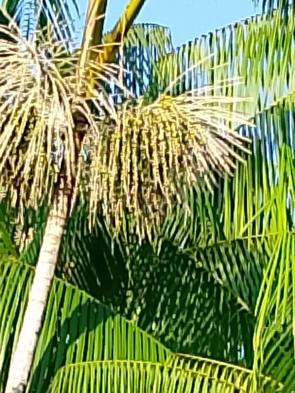 Sítio no asfalto  - Foto 5