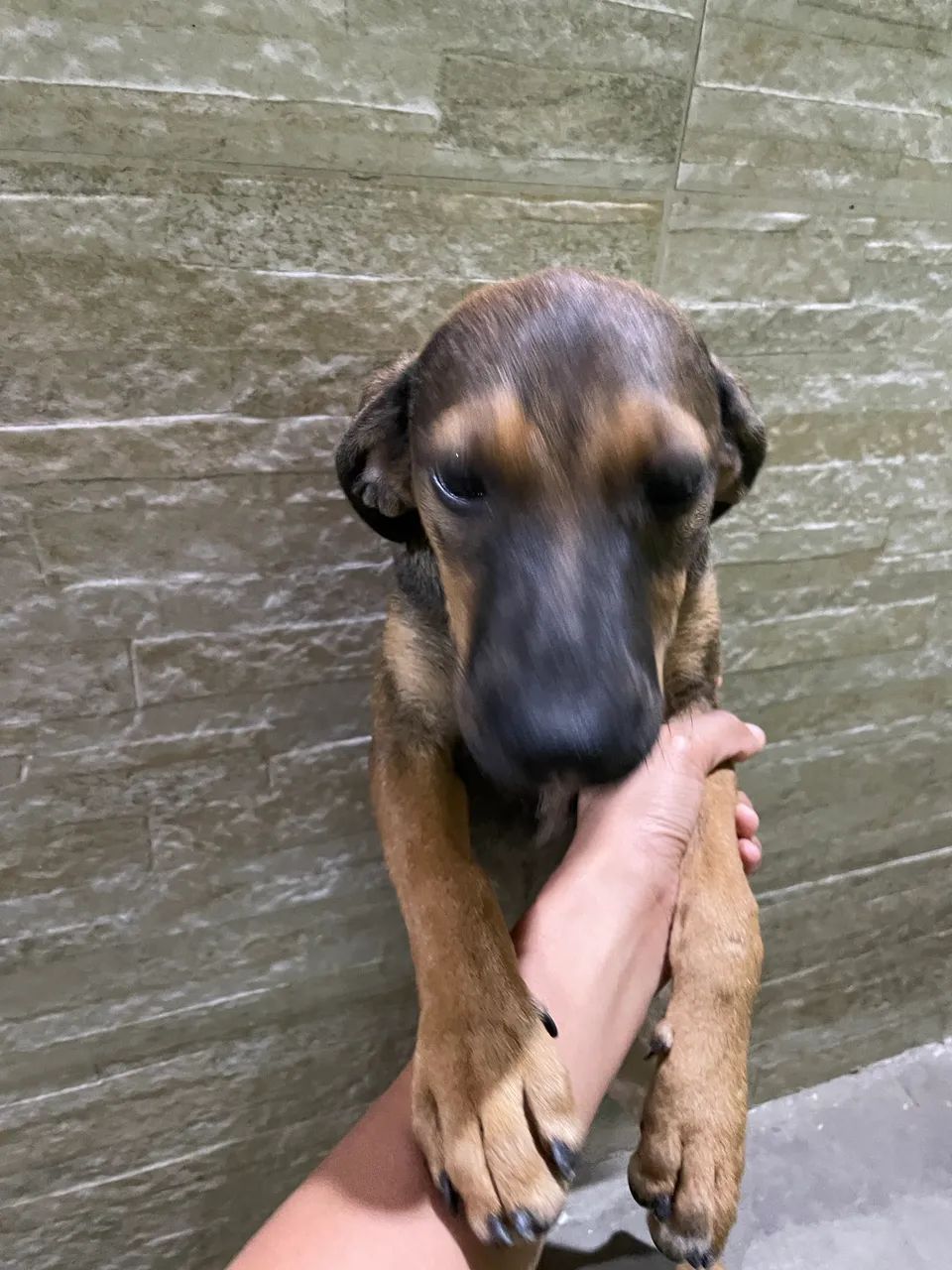 Cachorra vira-lata 6 meses - Foto 2