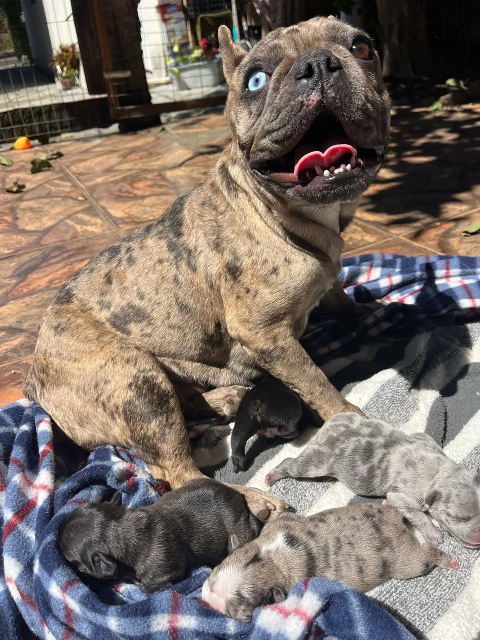 Filhotes de buldogue francês 