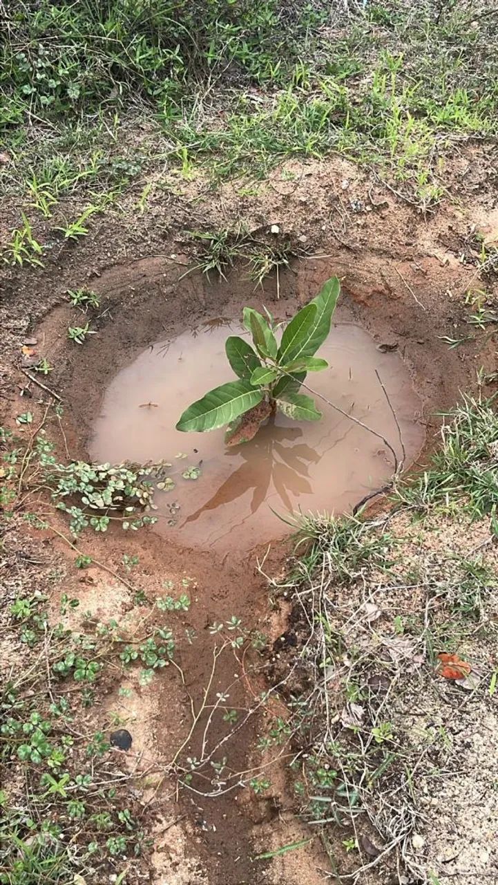 Mudas de ipê amarelo caraíba 