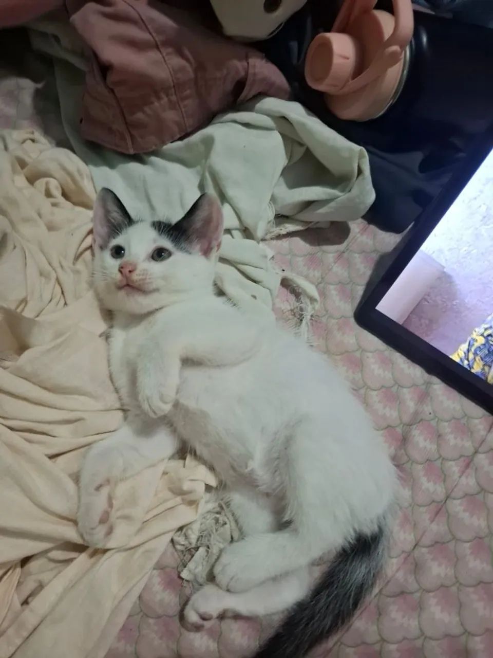 Adoção responsável de gatinhos  - Foto 2