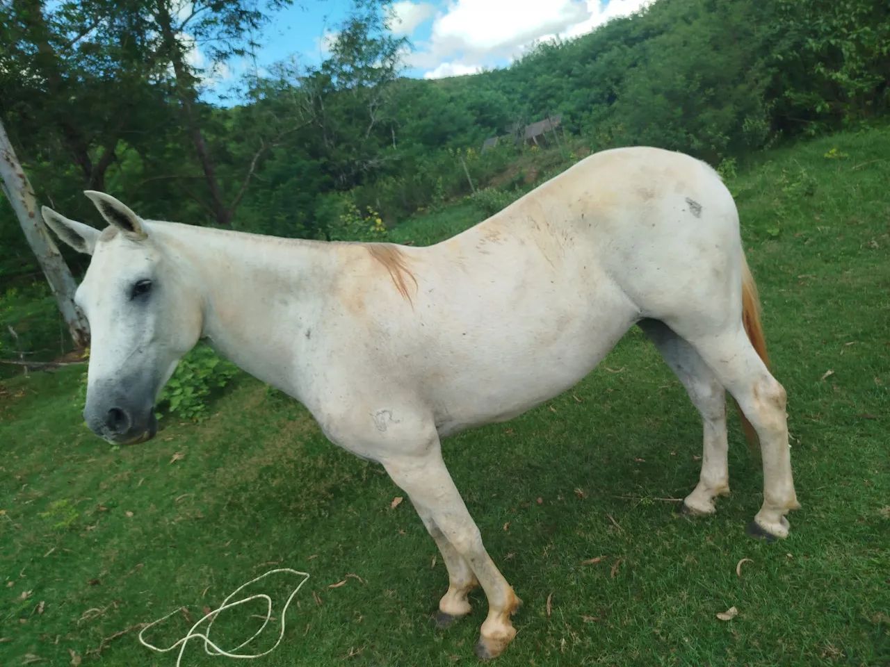 Vendo Égua mangalarga  - Foto 3