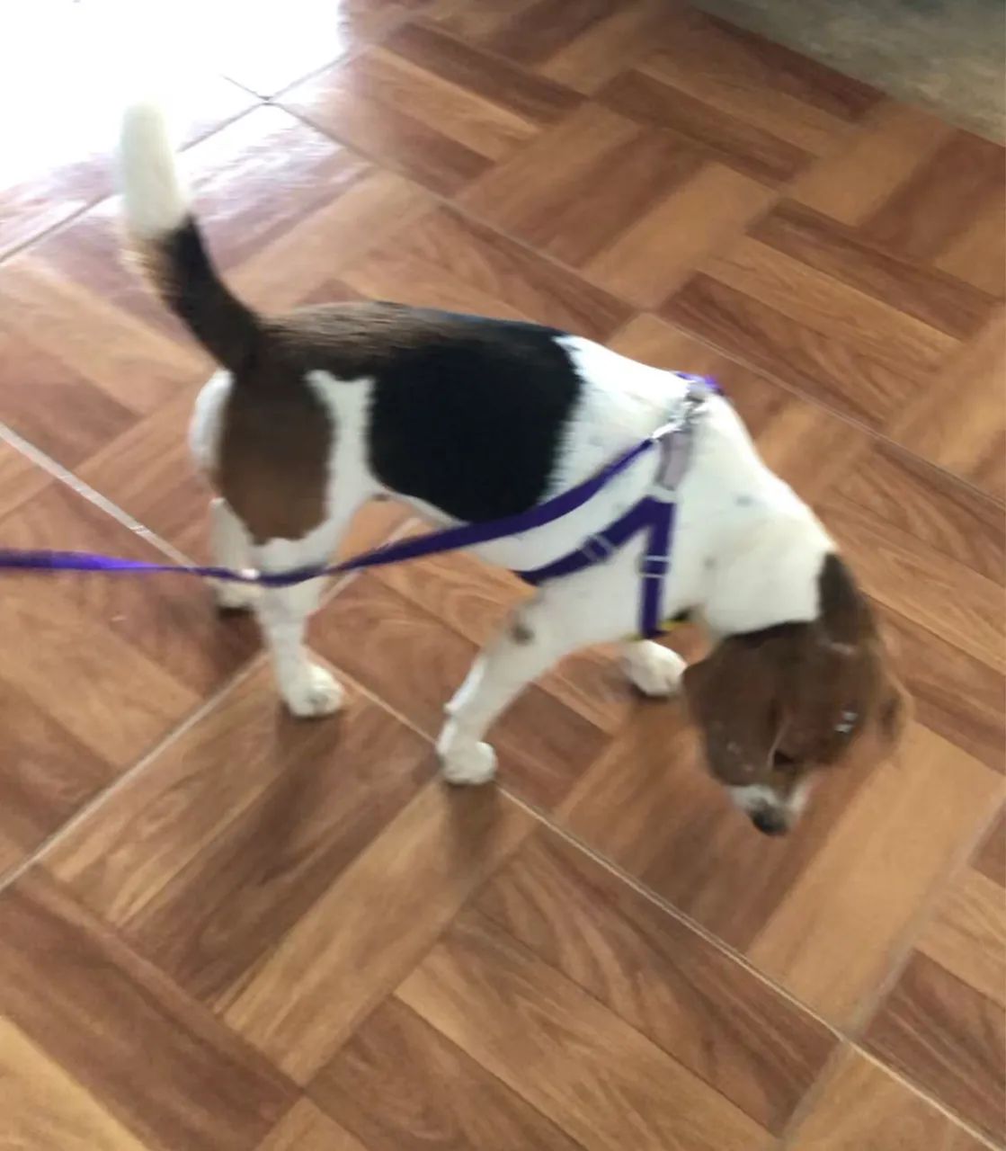 Cachorra beagle  - Foto 2