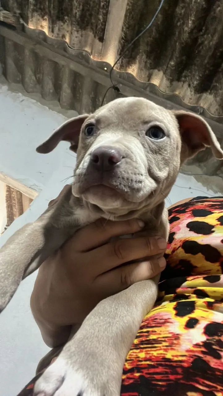  cachorro Pitbull  - Foto 4