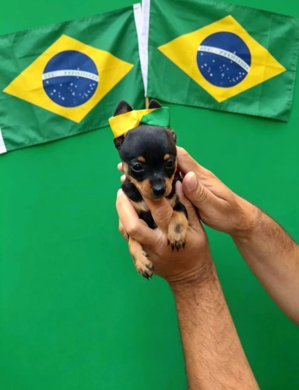 Pinscher