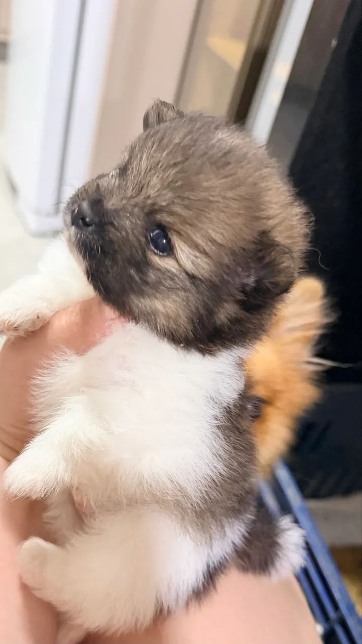 Cachorro - Foto 3