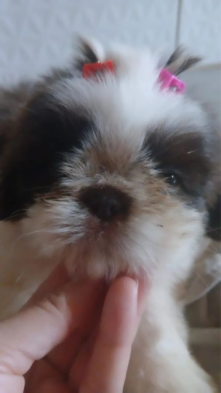 Shih tzu fêmea 